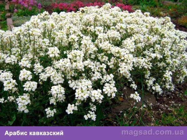 https://landshaft-design.kiev.ua/images/phocagallery/CatalogRasteniy/MnogoletnieRasteniya/thumbs/phoca_thumb_m_arabis-kavkazskiy.jpg