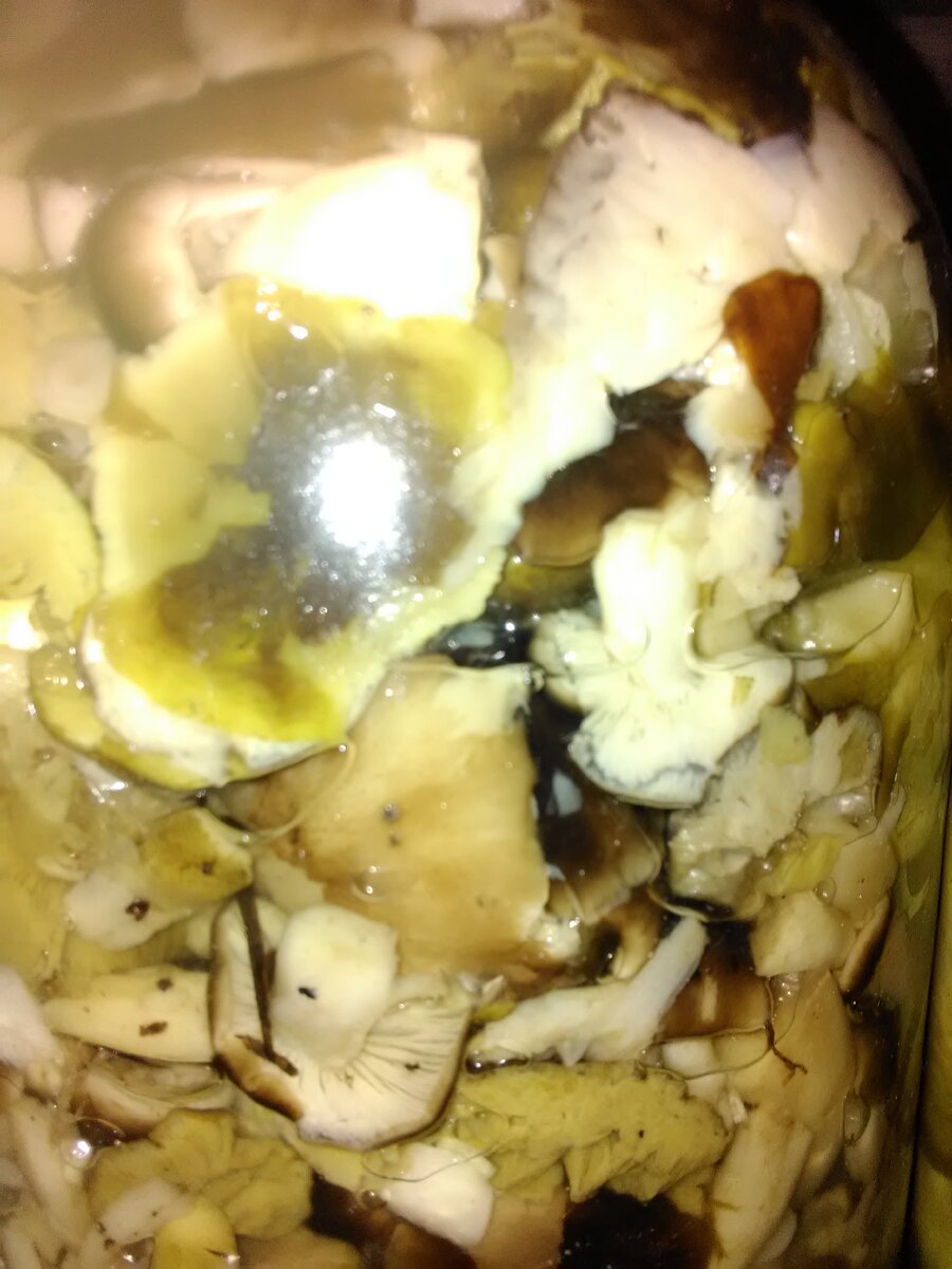 Фото автора ДАЧА в ЛЕСУ. Серушки и зеленушки соленые с укропом.