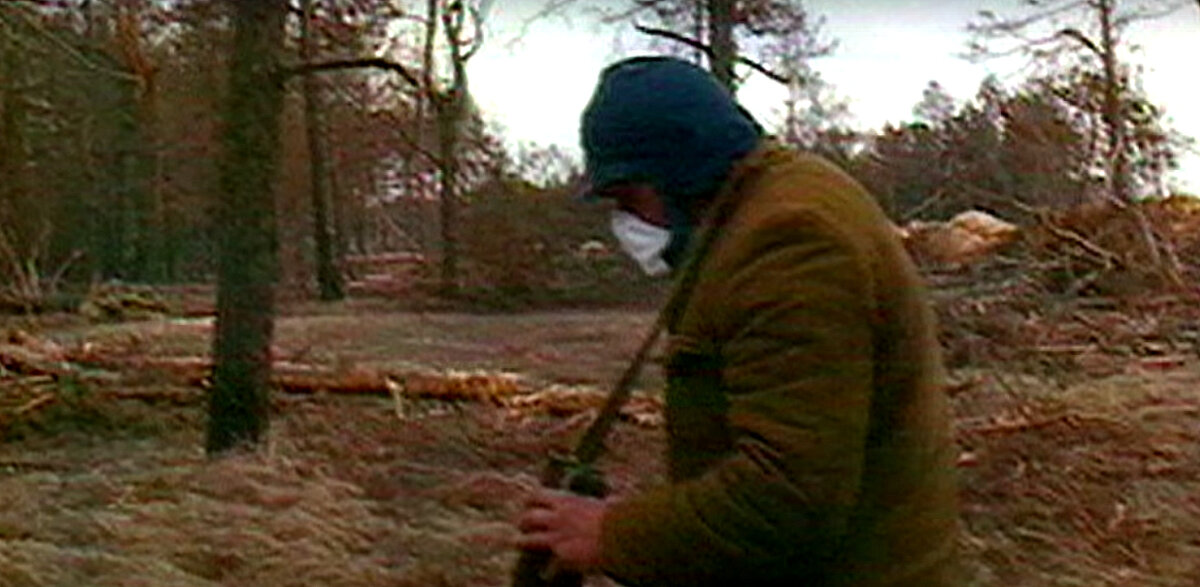 Лес 1986. Рыжий лес в Чернобыле. Алый лес в Чернобыле. Странные знаки в лесу Чернобыля. Ребенок прожил в лесу рыжеволосый.
