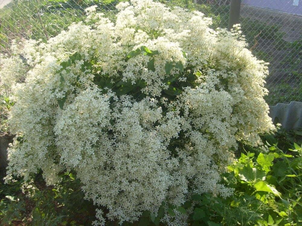 Фото из интернета