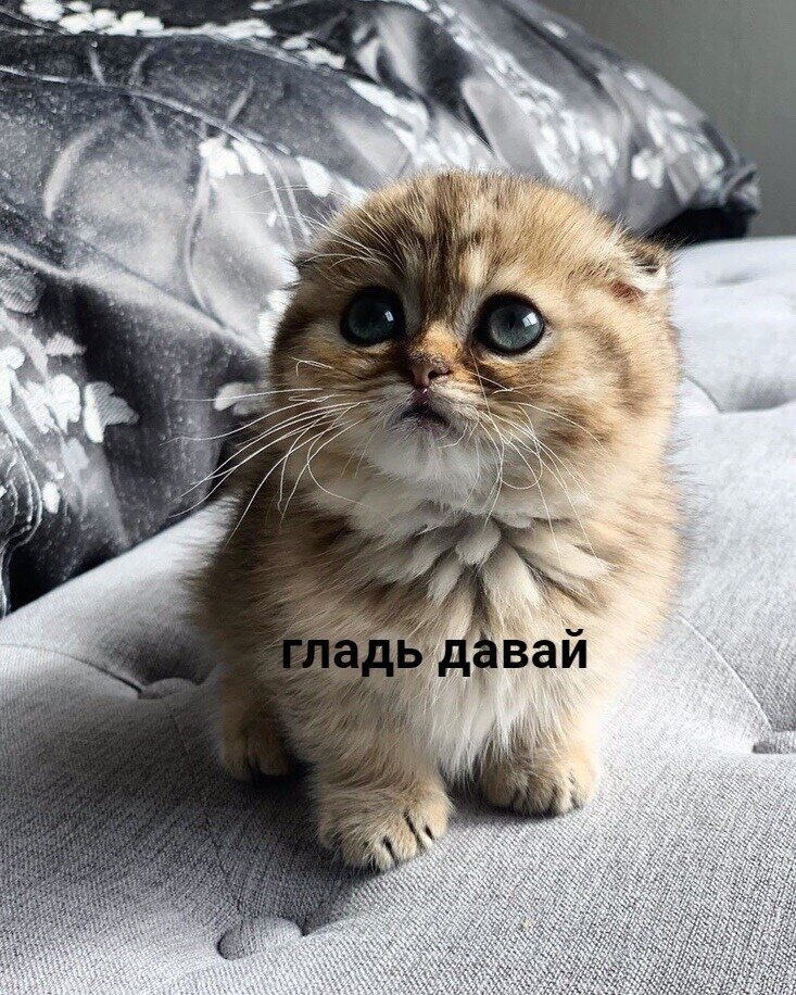 Смотрим юморные видео с животными, поднимаем себе настроение!