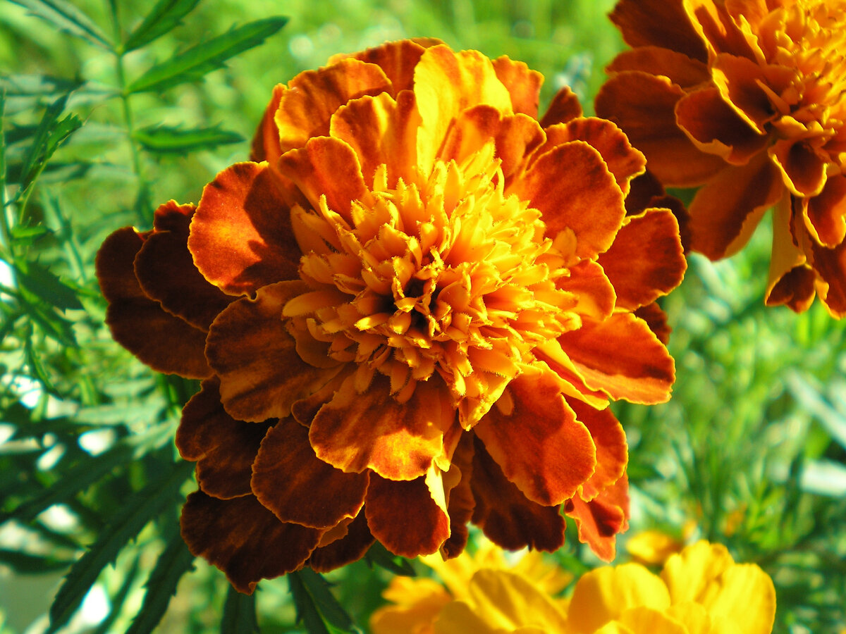 Разноцветные солнышки, которые дарят радость)))