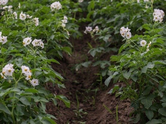 фото: pixabay.com