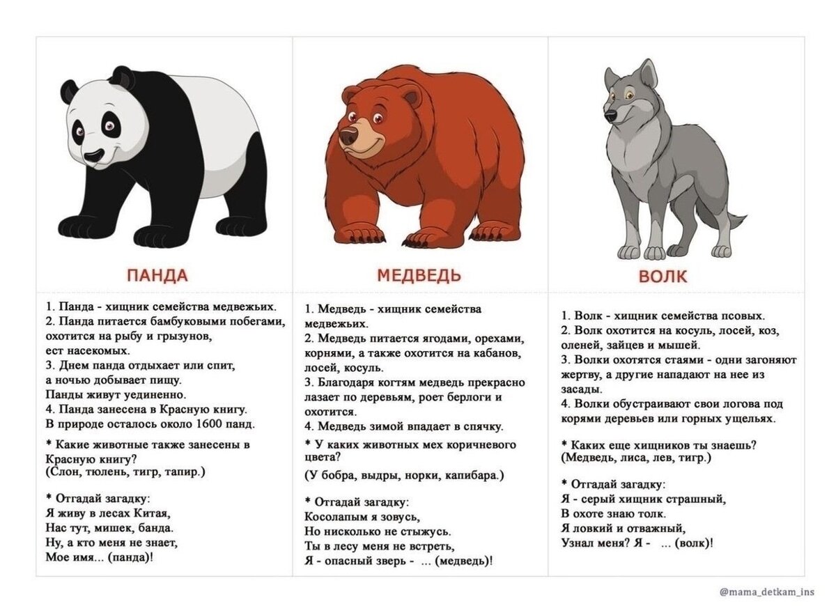 характеристика животных для детей. доклад о белке. доклад про животных. звери млекопитающие 1 класс. характеристика животных для детей.