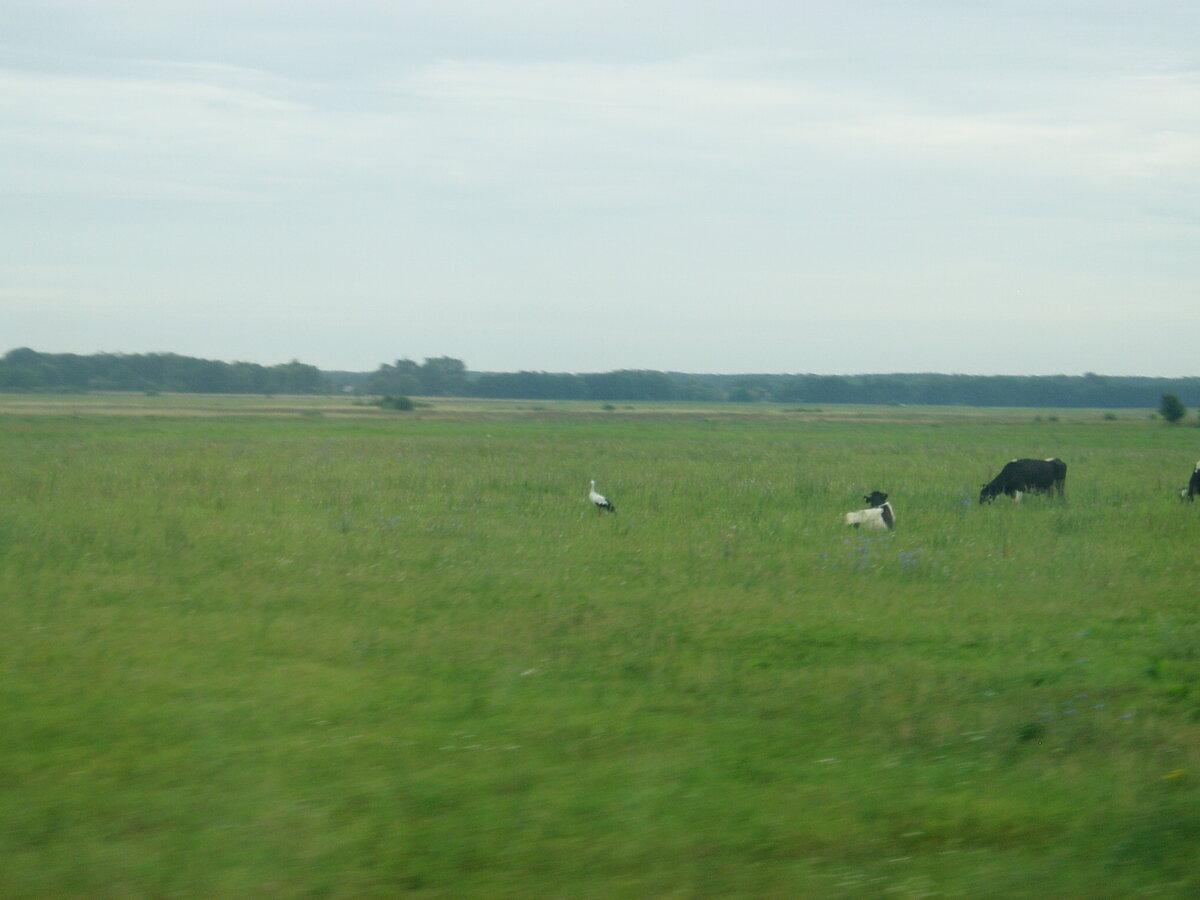 Дорога к Бресту