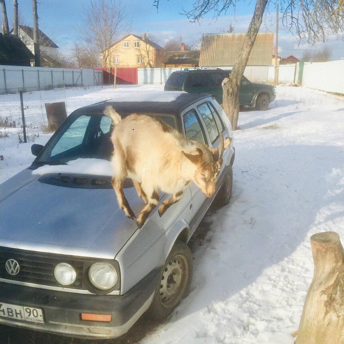 10 самых смешных и нелепых вопросов о козах с ответами | Городские  крестьянки | Дзен