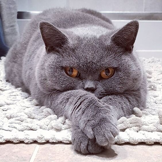 Источник фото: mybritishshorthair.com