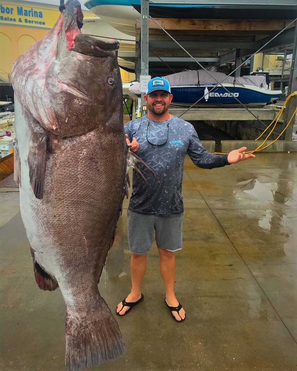 Варшавский морской окунь весом 160гк.  Яндекс.Картинки