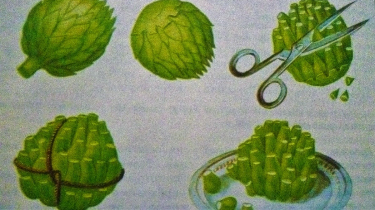 обрезка и связка соцветий, чтобы не развалились при варке