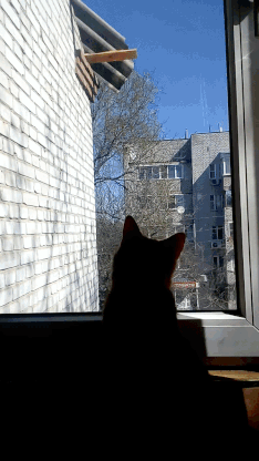 Кот и капитальный ремонт