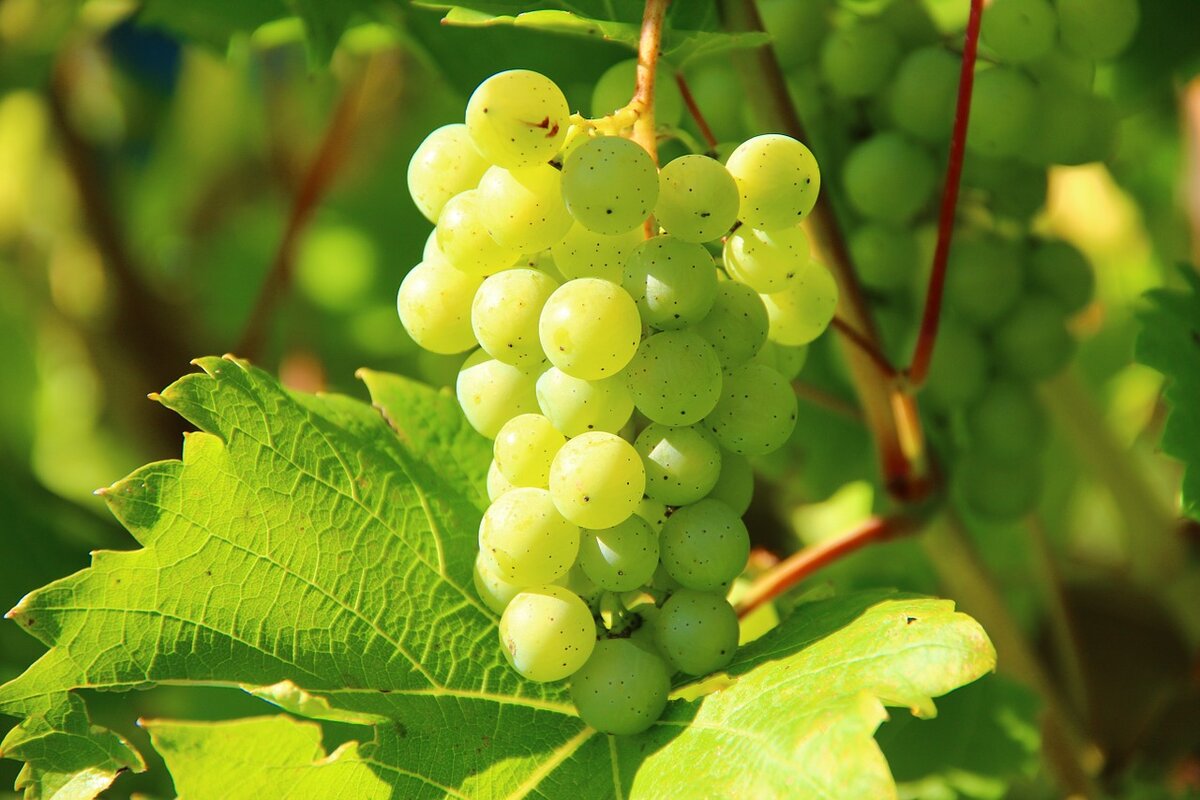 Какие сорта винограда лучше высаживать в северных регионах России