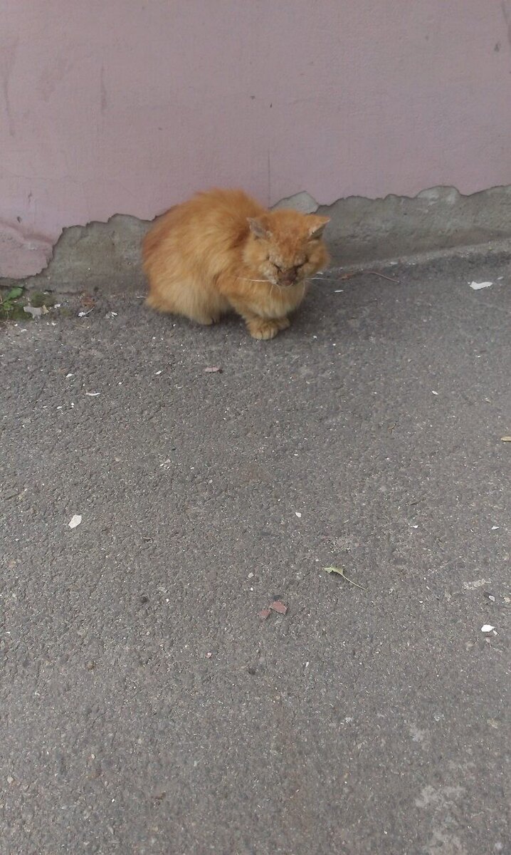 Первое фото Гарфилда, еще с улицы.