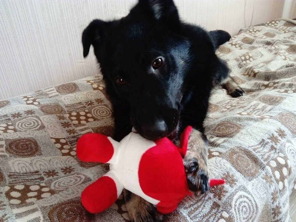 "Колобок" Дашке понравился. Очень ))) | Фото: здесь и далее фото автора