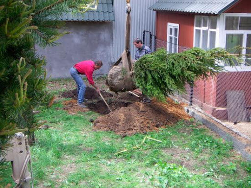 Можно ли посадить елку в горшке зимой?