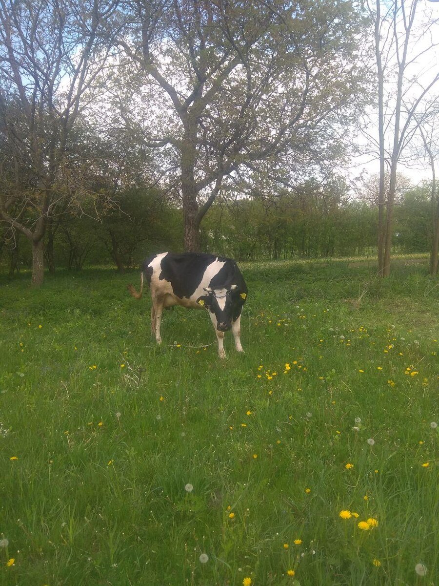 Моя коровушка) 