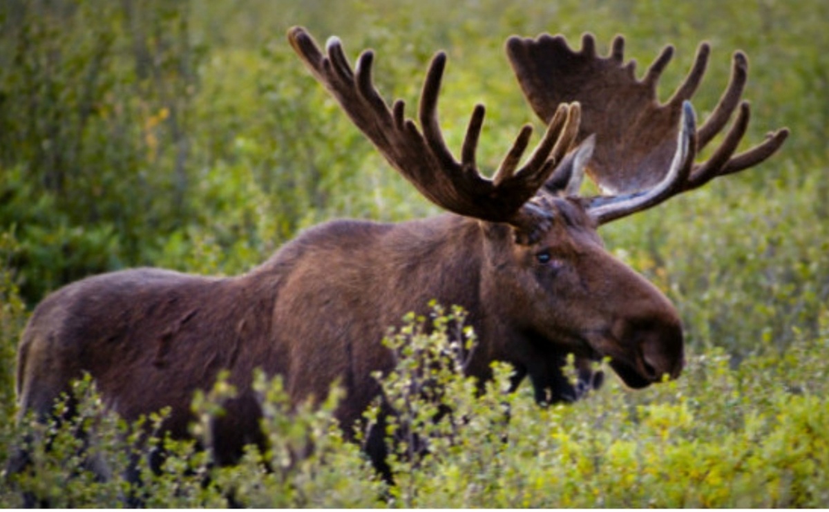 Из открытого доступа