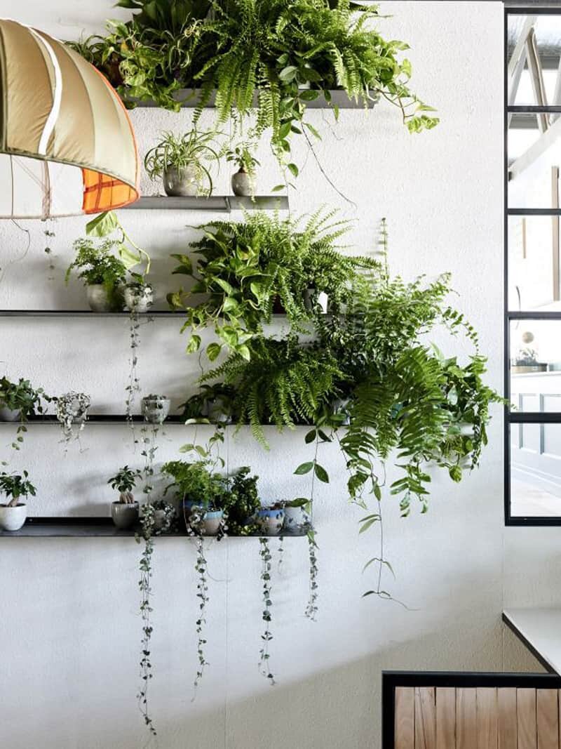 Комнатные растения в интерьере дома / квартиры > 60 фото-идей оформления интерьера растениями