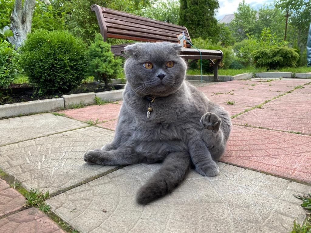 Мой кот Рерих и небольшая площадка напротив входа в дом