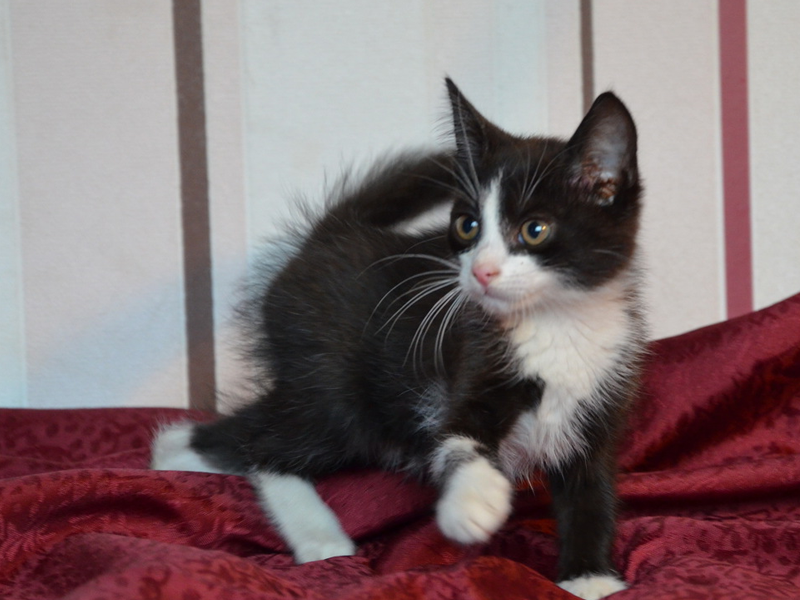 Настоящий герой это он !