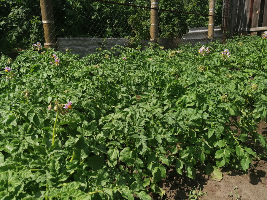 У меня цветёт примерно 30% картофеля. Подожду ещё 2-3 дня и обильно его полью, а после подкормлю