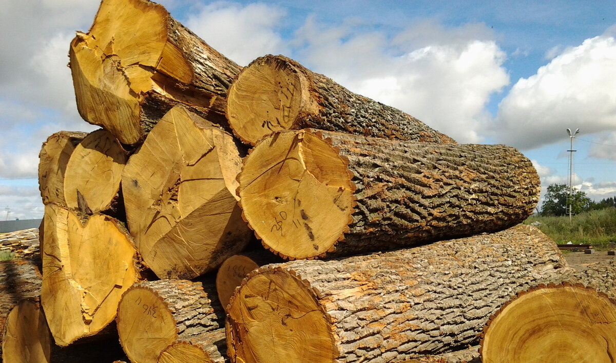 Топливо из дуба долго горит, дает мощный жар, помогает поддерживать тепло в течение длительного периода.