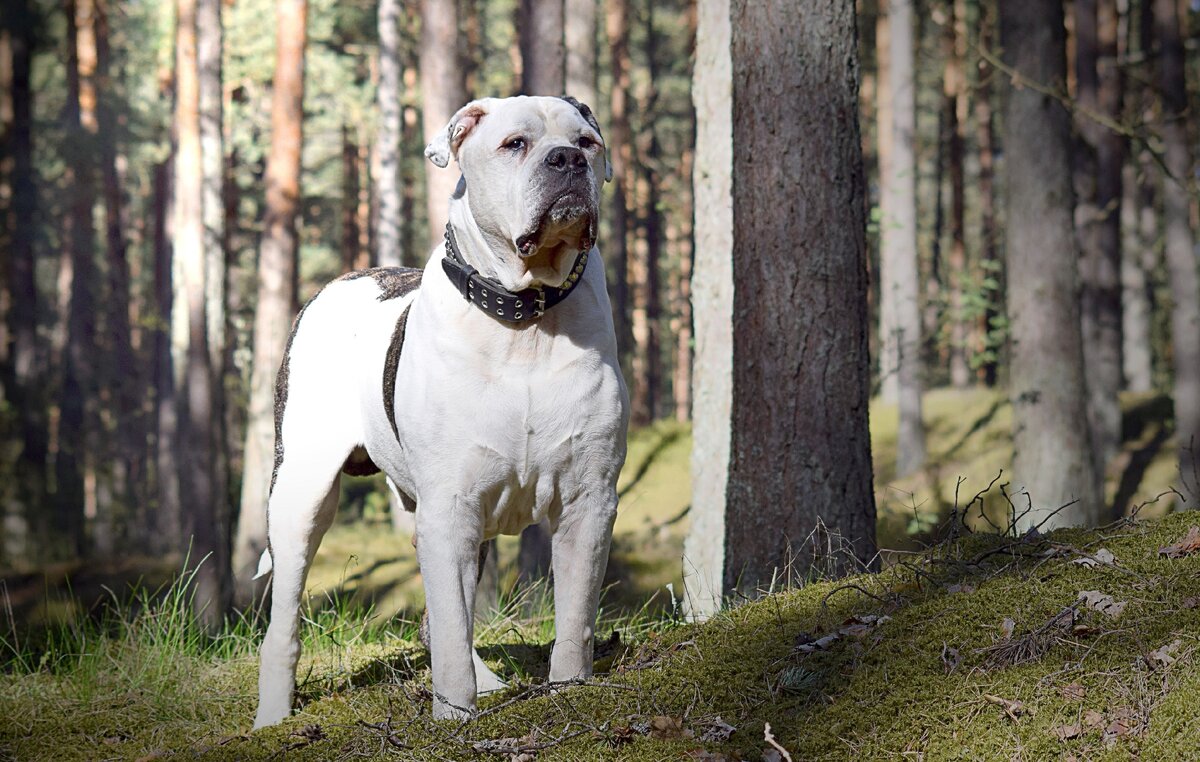 Фото американского бульдога