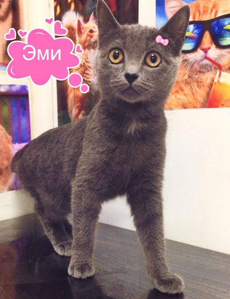 Красавица Эми