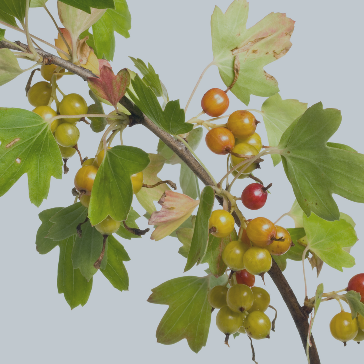 Смородина золотистая. Смородина золотистая (ribes Aureum). Смородина золотистая (ribes odoratum. Смородина золотистая Ермак. Крандаль смородина золотистая.