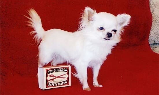 На фоне спичечного коробка хорошо видно, насколько мала собачка