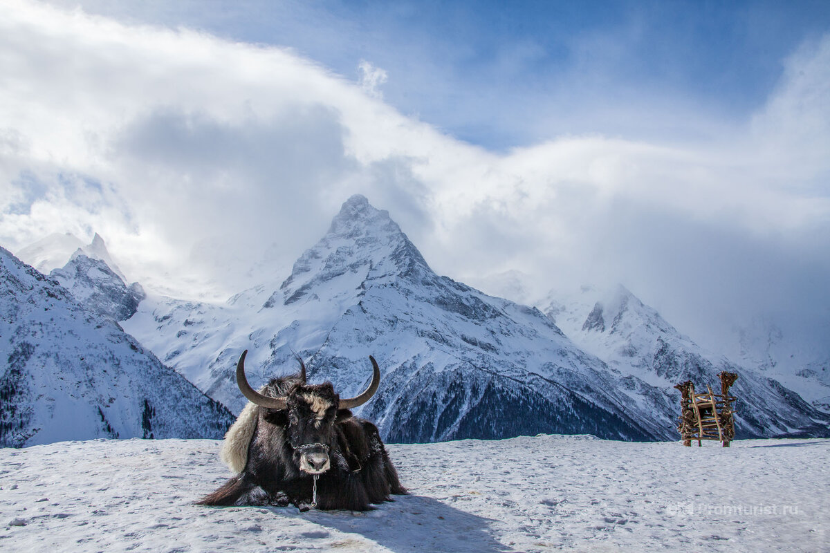 Сгонял на Домбай. Рассказываю, почему в Сочи лучше и удобнее 🏔🤩🤷‍♂️ |  Промышленный турист | Дзен