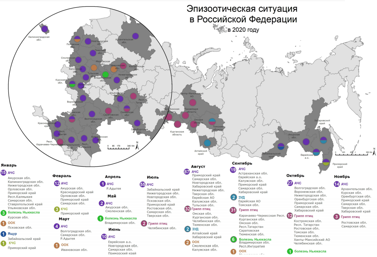 Чума свиней 2023. Африканская чума в Татарстане 2020. Карта АЧС свиней. Карта распространения АЧС В России. Карта заражения АЧС.