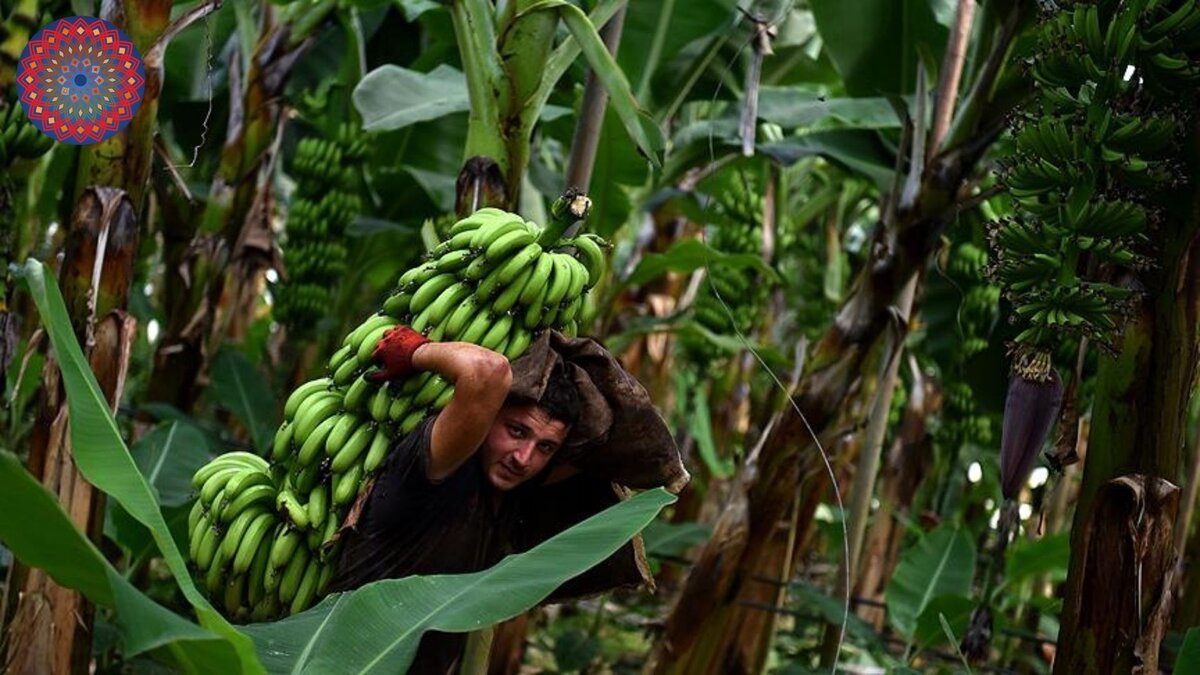 Сбор урожая бананов в Турции.