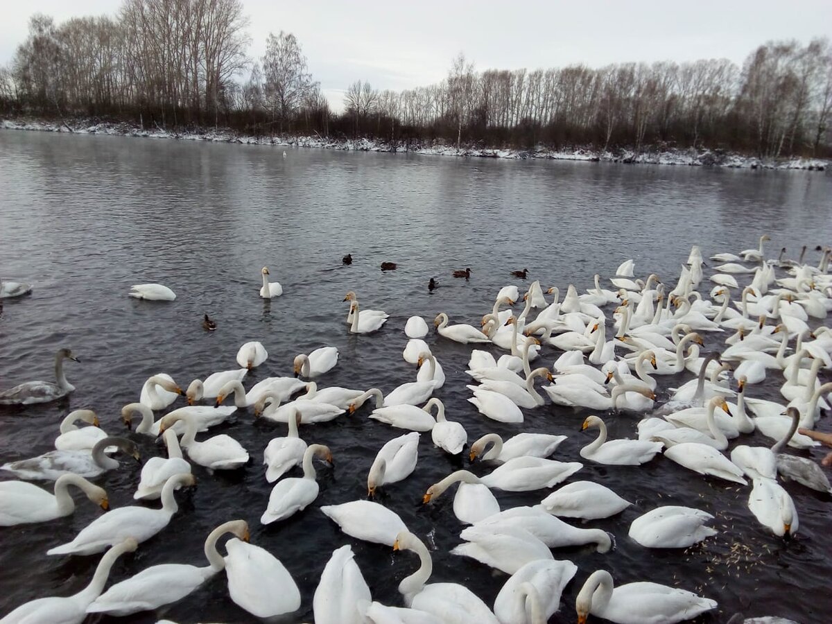 Галерея из пяти моих собственных фото. Птицам сыпят овёс туристы