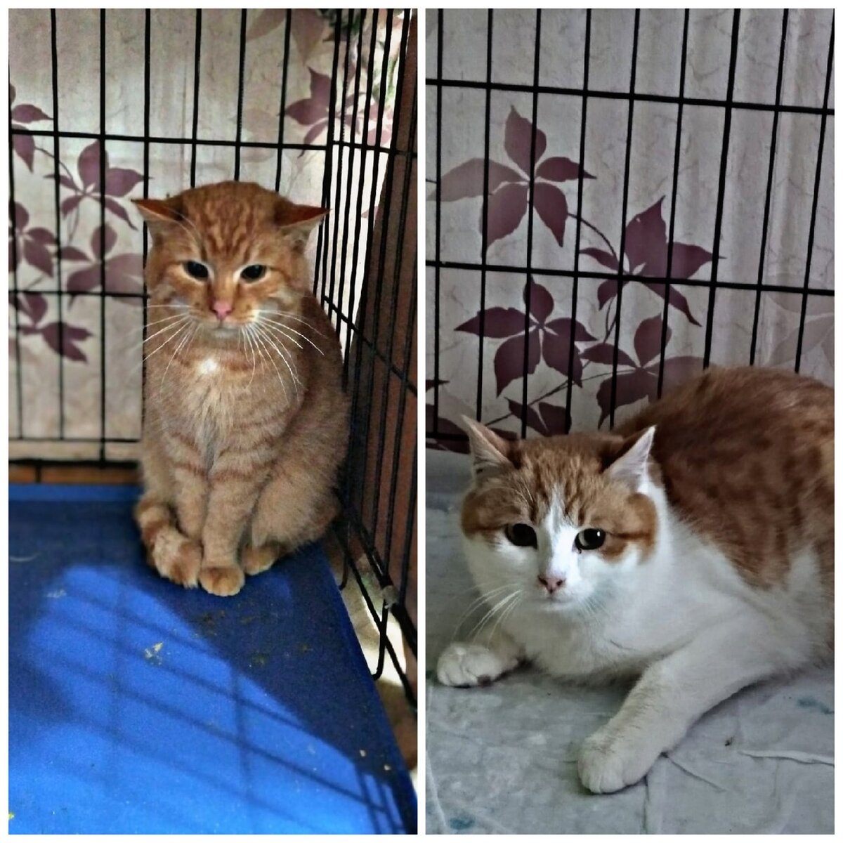 Они очень боялись людей