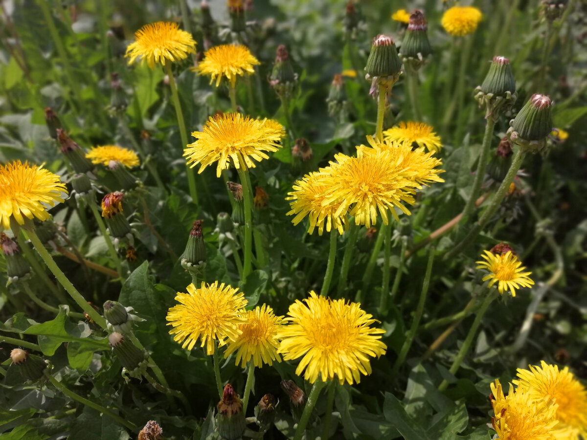 Нам понадобятся одуванчики)