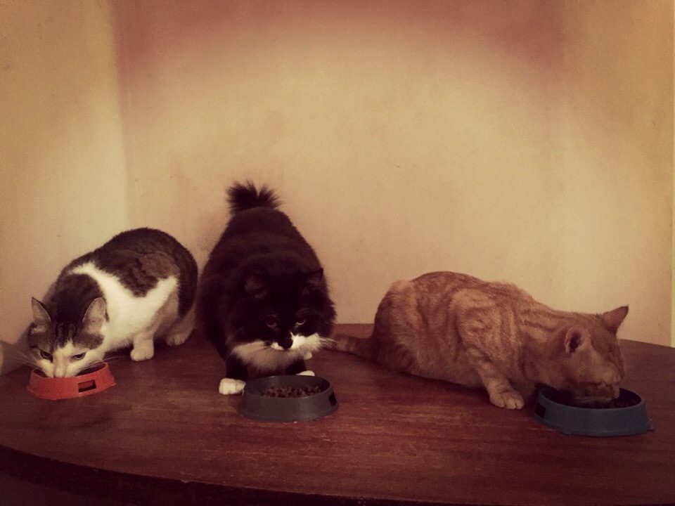 Гарик кушает с ребятами Васей слева и Матвеем (история Спасение под колёсами) справа