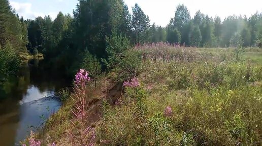 грибочки грибочки растут в лесу на кочке