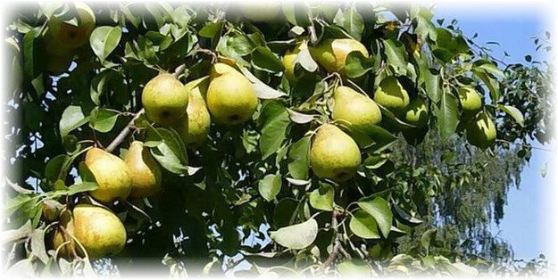 Климат нашей страны не балует своих жителей частым и устойчивым теплом, а потому плодовые деревья должны максимально подстраиваться под погодные условия. Можно назвать много различных сортов груш, чьи плоды слаще и вкуснее плодов груши Чижовской, но в суровых условиях холодных регионов России они вряд ли приживутся. А вот сорт груши Чижовская – отлично себя будет чувствовать.