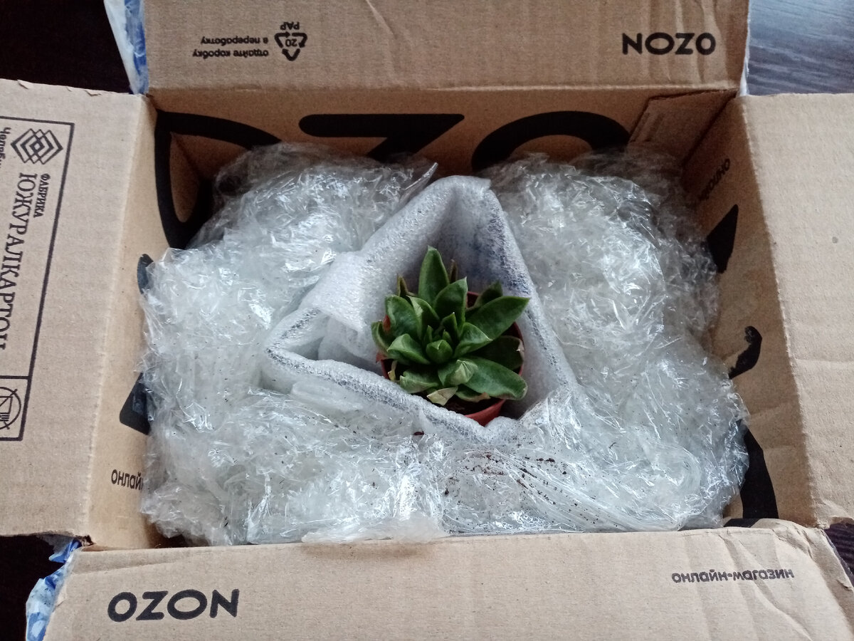 Так выглядел суккулент после 5 дней в пути➡️➡️➡️