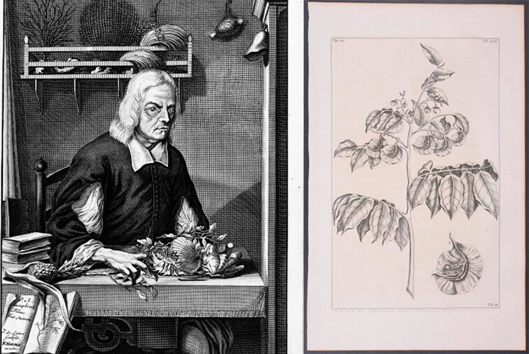 Уже ослепший Георг Румф за работой