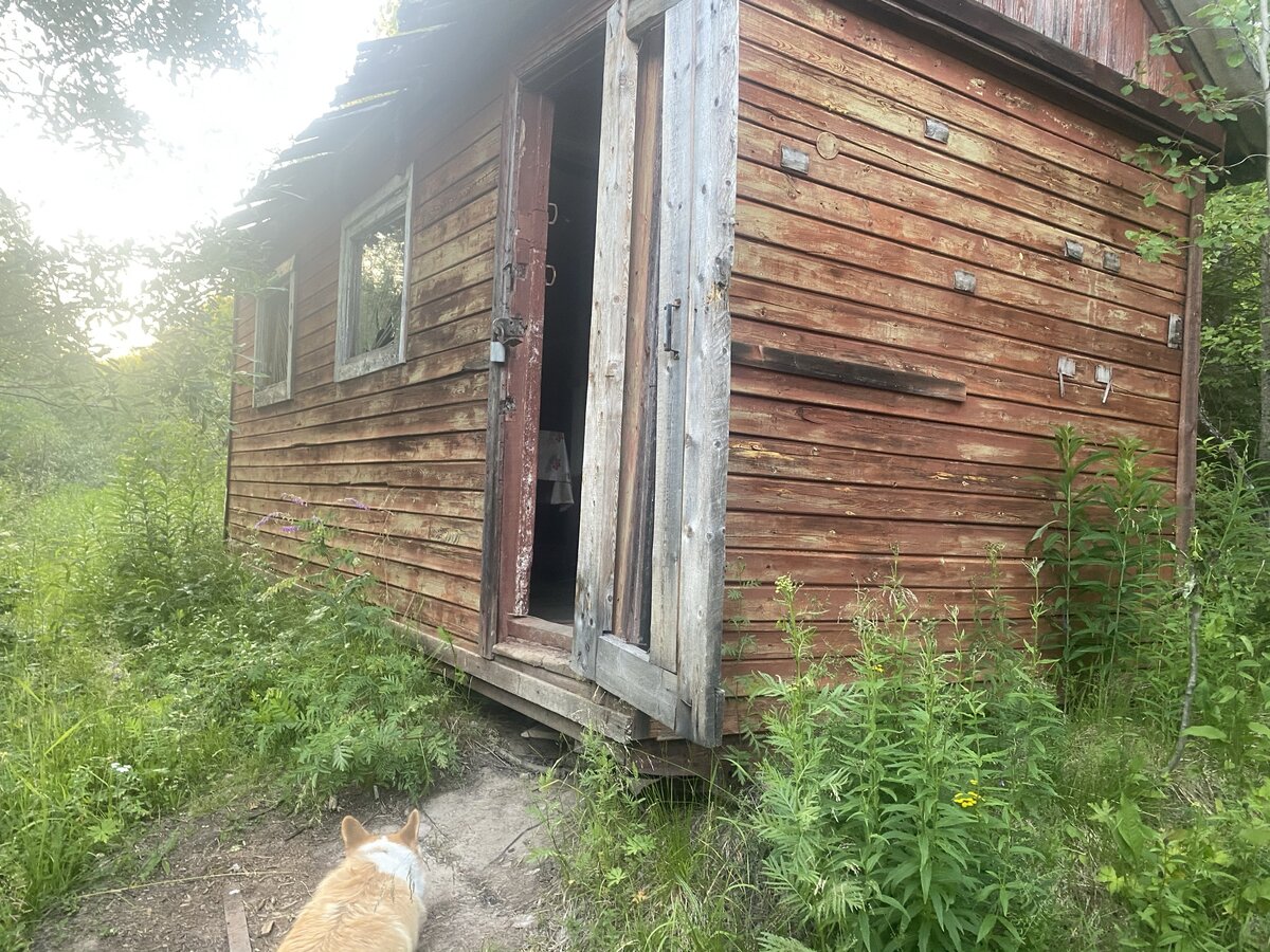 Нашла в северном лесу дом, открытый для любого путника. Показываю, что  оказалось внутри | Kuzminatravel | Дзен