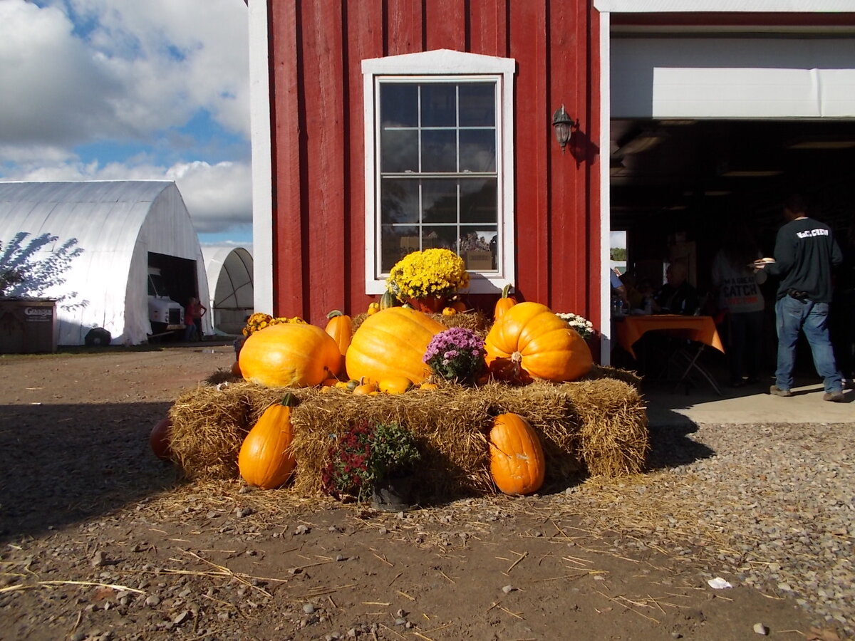 Вход на ферму Боба и Яны украшен выращиваемыми культурами: тыквами и хризантемами. Внутри хозяйственного помещения (справа) виден накрытый стол для празднования после работы. Штат Мичиган, США. Фото автора статьи The ЖурнальчиК.  
