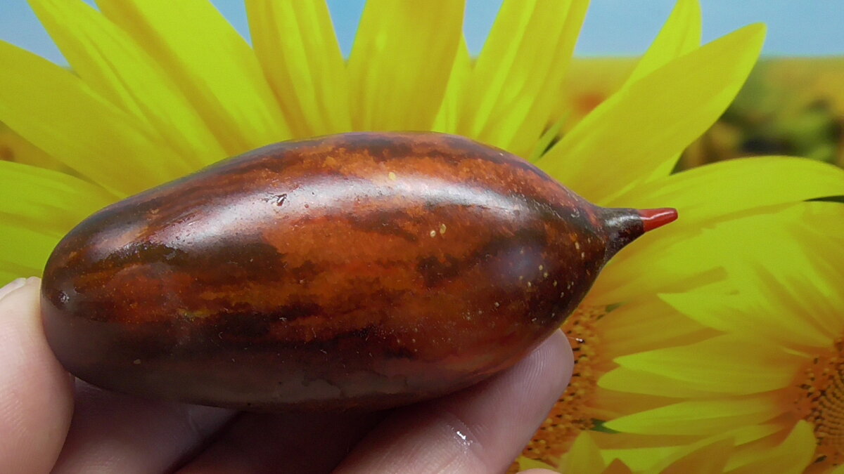 Томатный Гном Бой с тенью.(Dwarf Shadow Boxing). 