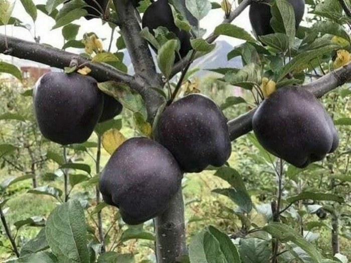 Чёрный алмаз