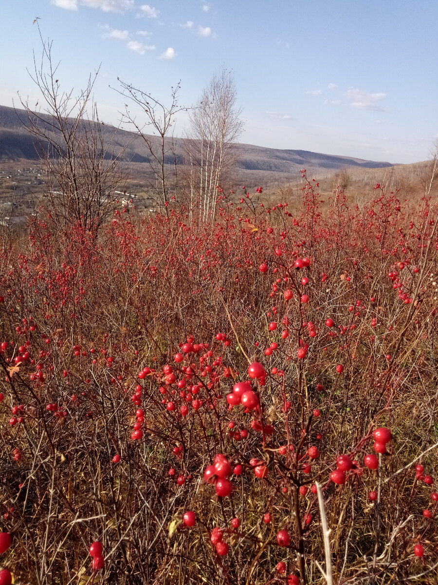 Шиповник в сентябре, можно собирать. Обязательно просушивайте дома на противене, только не в духовке, можно рассыпать на газете, на столе или полу. Фото автора.