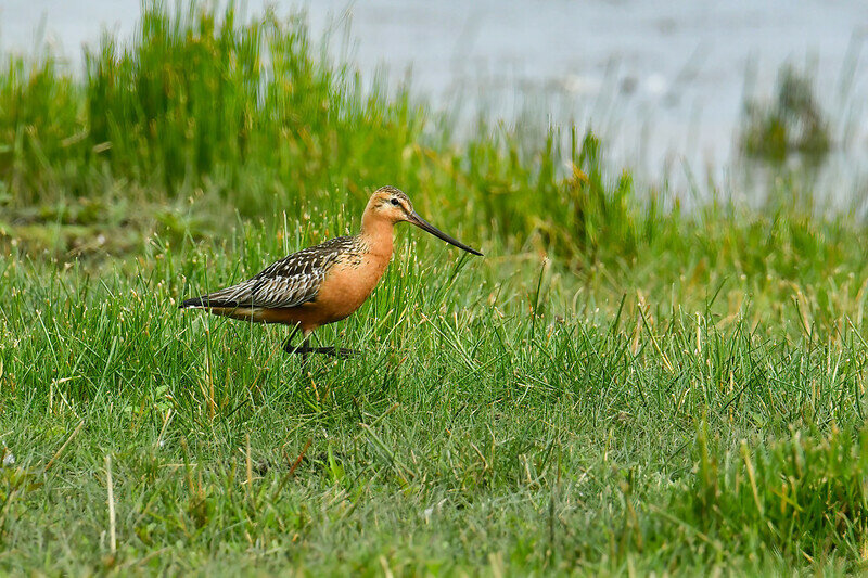 Самец малого веретенника в брачном наряде. Фото Thomas Landgren (flickr.com)