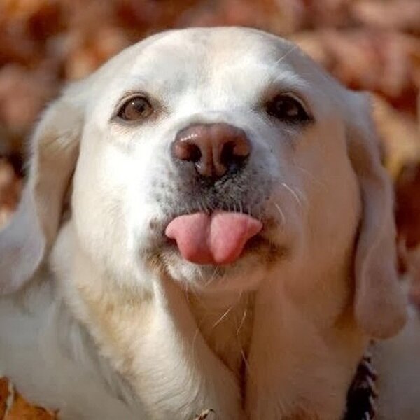 Источник: https://udiwis.ru