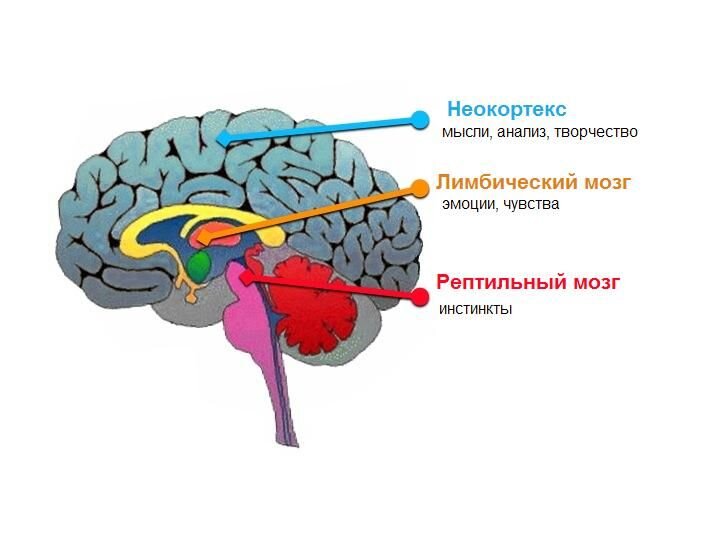 Мозг человека