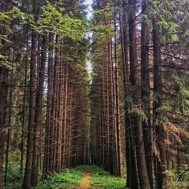 видно, что когда-то была оживленная, но со временем заросла, остались только следы от телеги, две полоски, ровно идущие вглубь леса, а посередине тропинка.