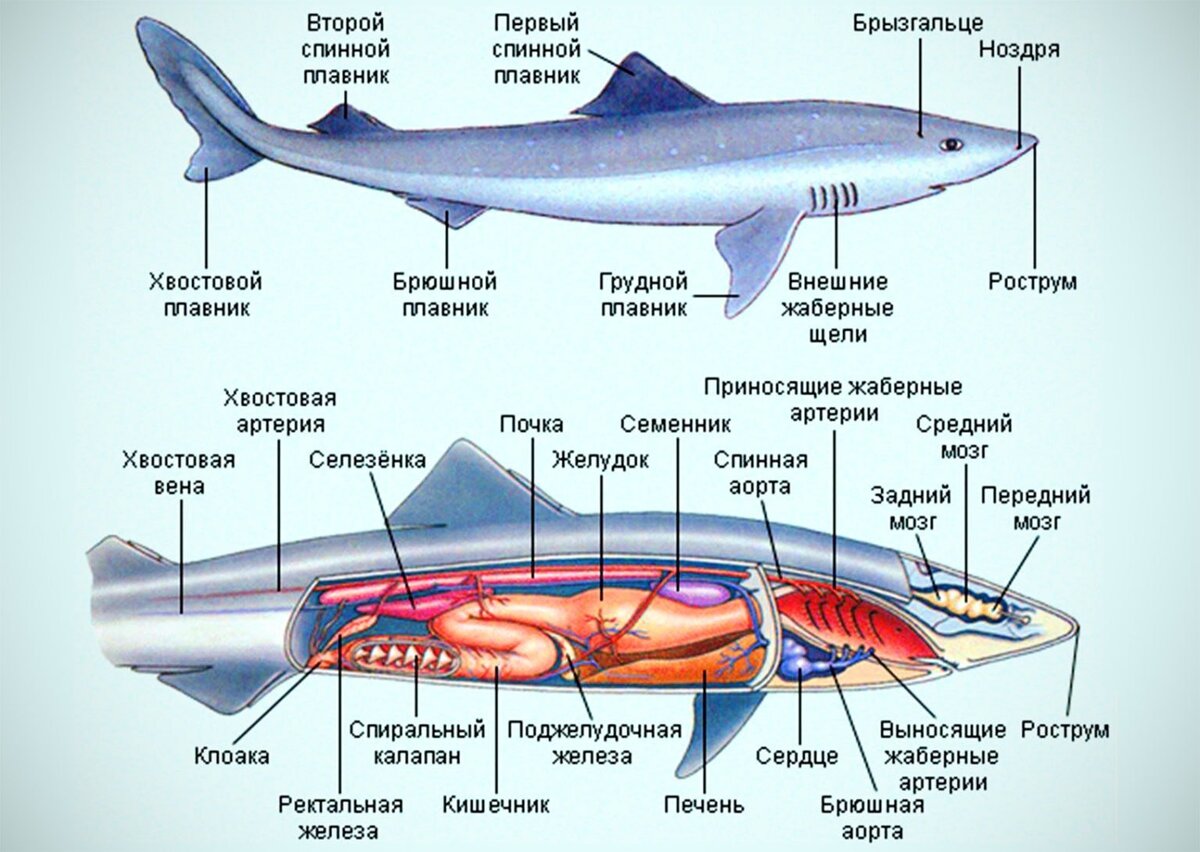 Рисуем 50 акул, китов и других морских животных